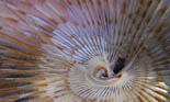 kokerworm